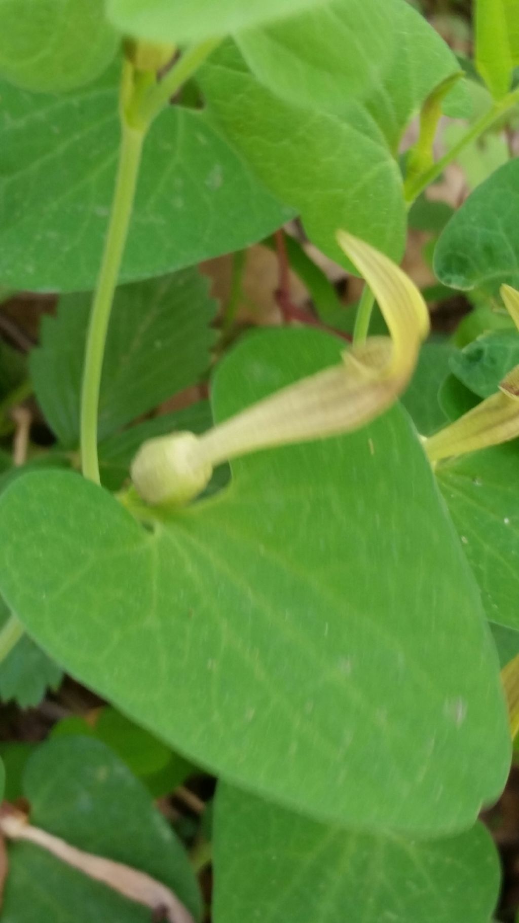 Aristolochia lutea Desf. (Aristolochiaceae)